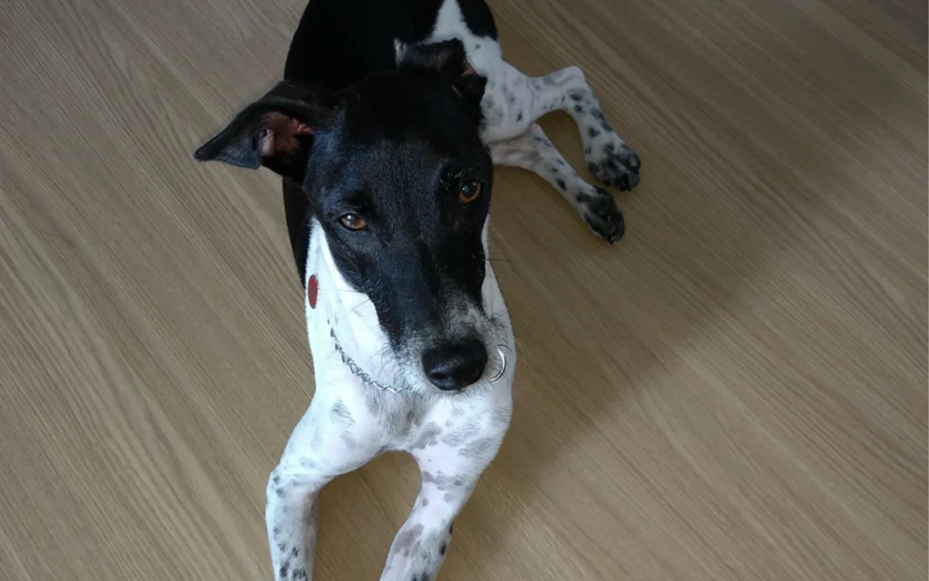 Piso Vinílico: a escolha perfeita para quem tem cachorro em casa – guia de resistência e durabilidade